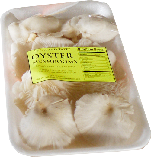 Hliva ustricová 300 g. / 1ks